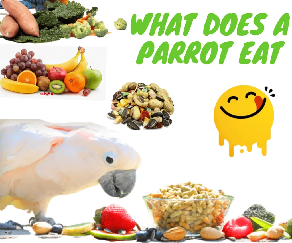 What does a parrot eat - Healthy Parrot: Diet, Nutrition, Toxic Foods