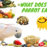 what does a parrot eat