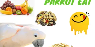 what does a parrot eat