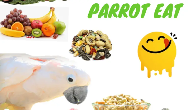 What does a parrot eat