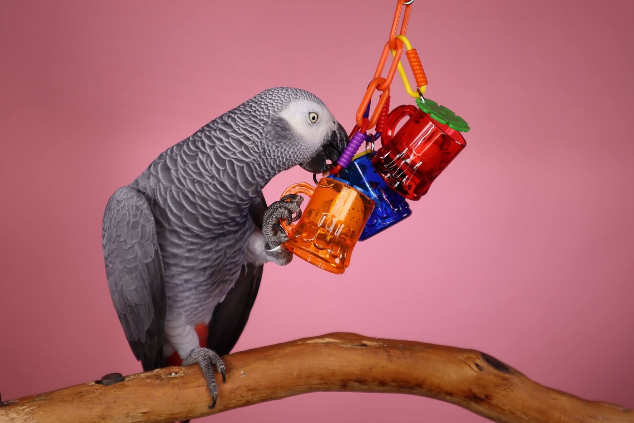Diy parrot toys