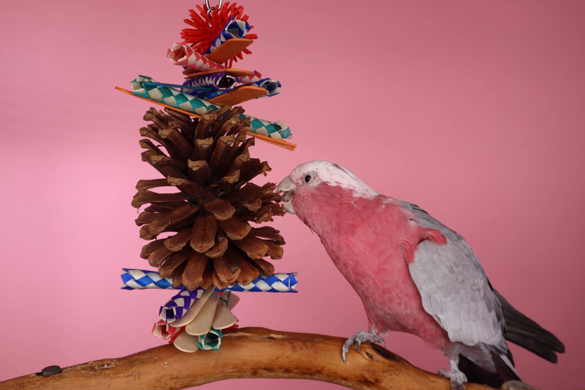 Toys for parrot