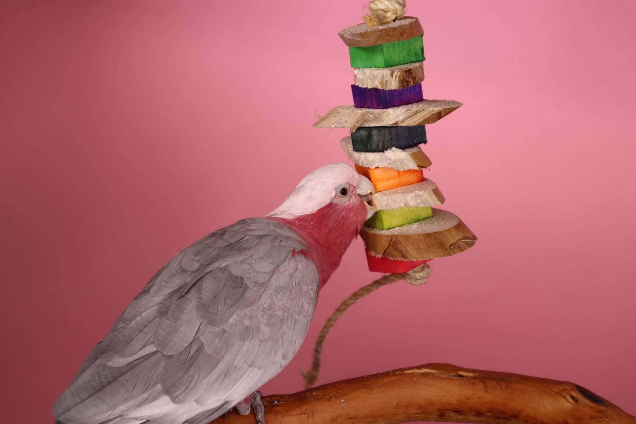 Toys for parrot