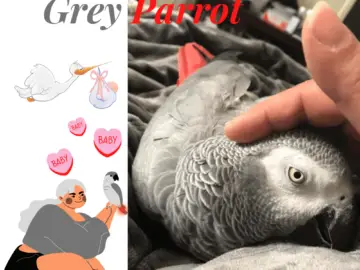 Adopt african grey parrot