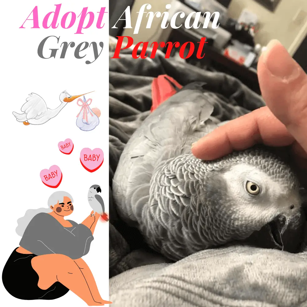 Adopt african grey parrot