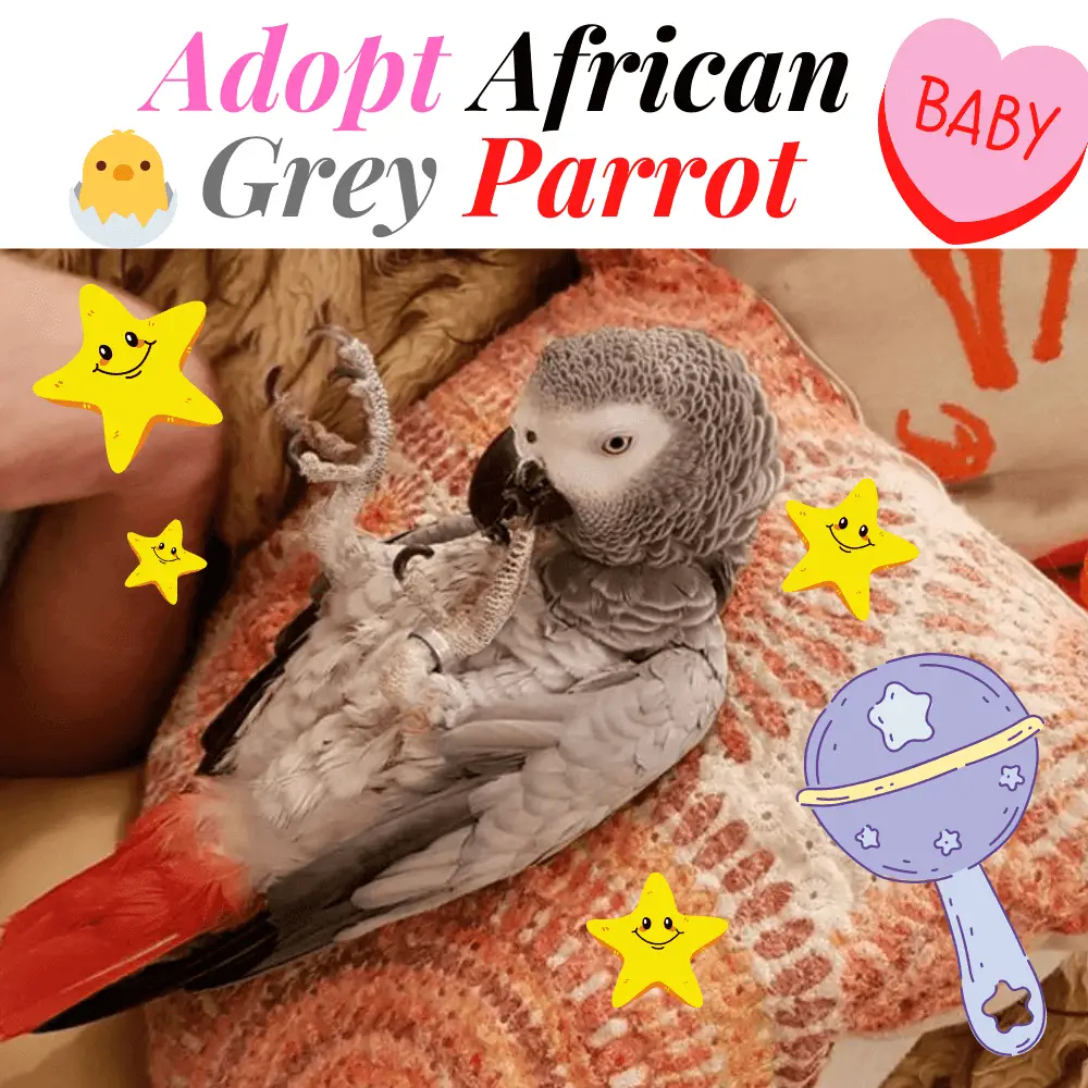 Adopt african grey