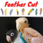 Feather cut
