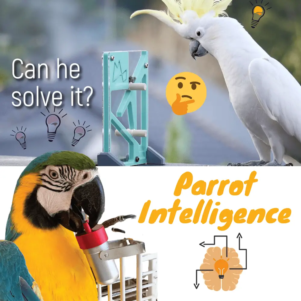 Parrot intelligence