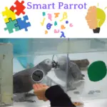 smart parrot