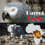 African Grey Parrot Facts