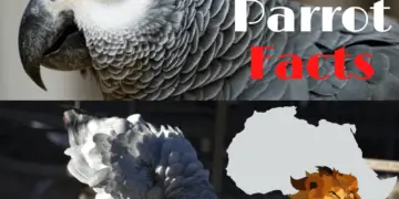 African Grey Parrot Facts