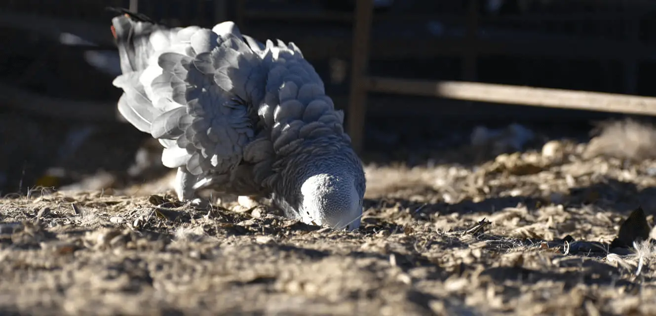 African grey parrot facts