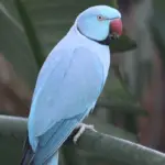 Blue-necked parakeet