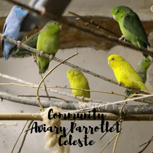 Community Aviary Parrotlet Celeste