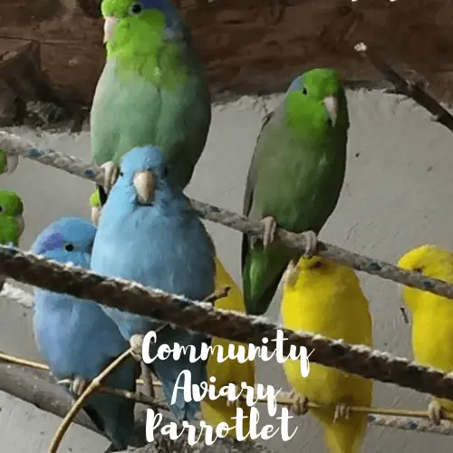 Community Aviary Parrotlet