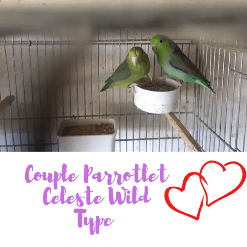 Couple Parrotlet Celeste Wild type 