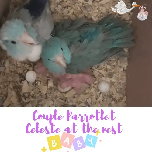 Couple Parrotlet Celeste at the nest