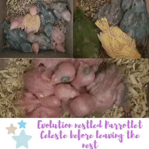 Evolution nestled Parrotlet Celeste before leaving the nest