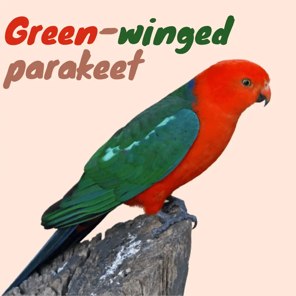 Green-winged parakeet