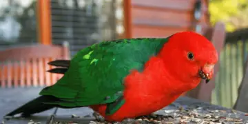 Green winged parakeet