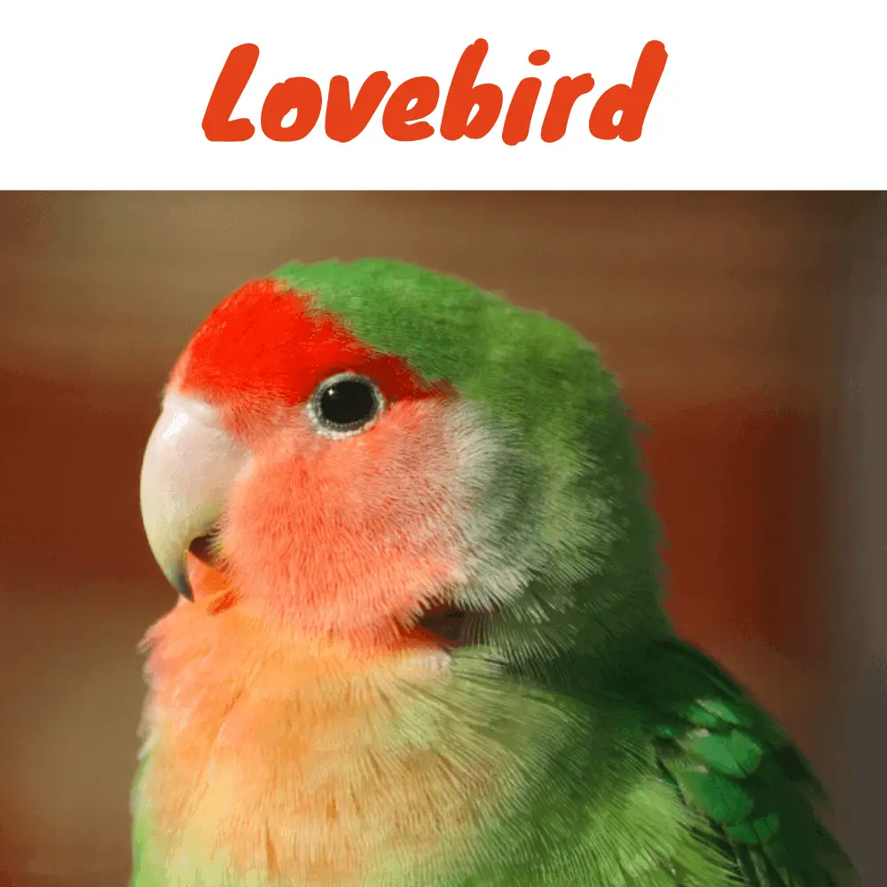 The Best 23 Species Types Of Lovebirds - Preachcomtwezt