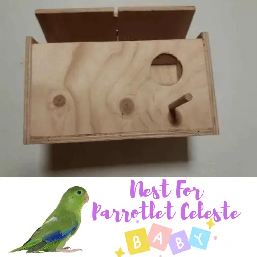 Nest for Parrotlet Celeste
