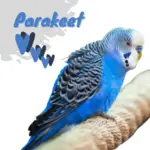 Parakeet