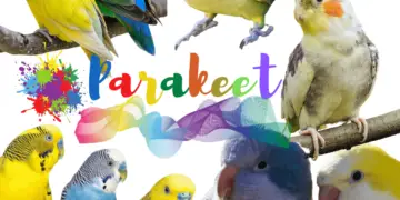 Parakeet