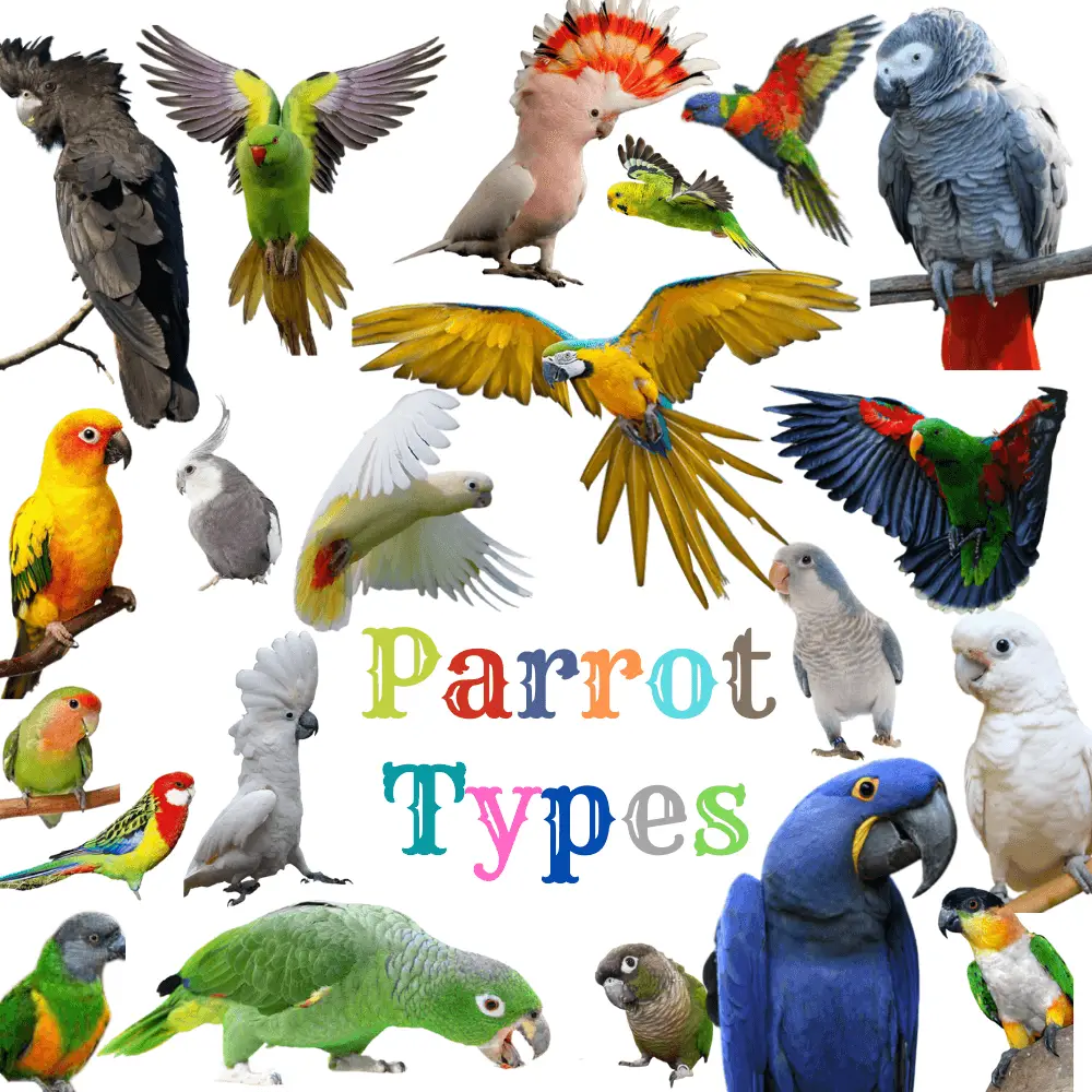 Parrot types