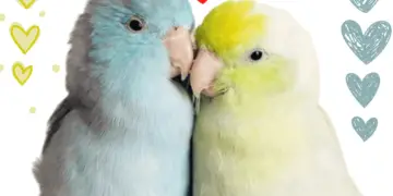 Parrotlet