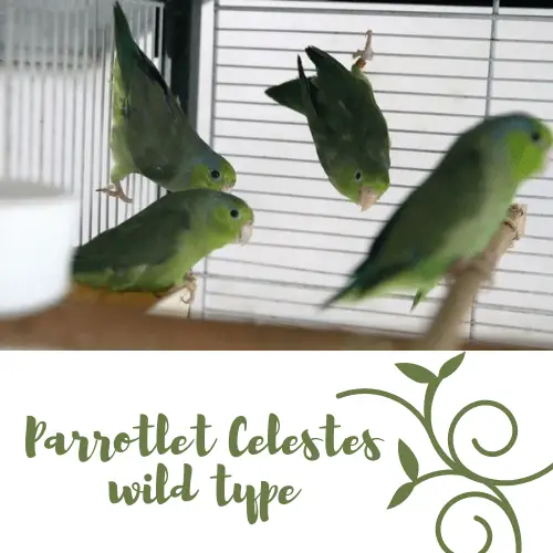 Parrotlet Celestes wild type