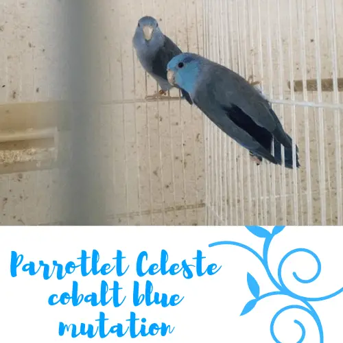 Parrotlet cobalt blue mutation