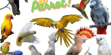 Types of parrots