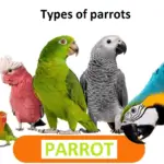 Types of parrots