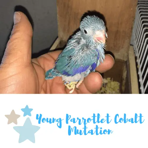 Young Parrotlet Cobalt Mutation