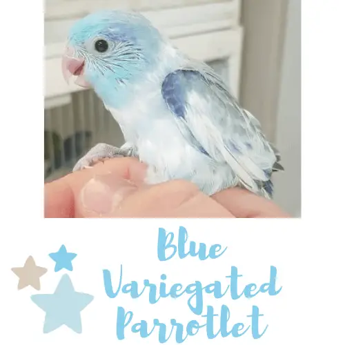 blue variegated Parrotlet