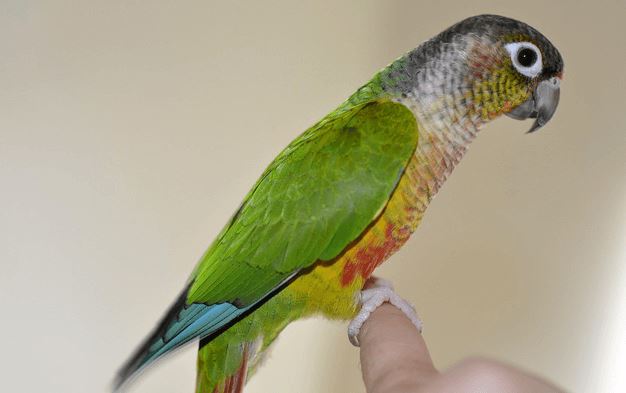 green cheek parakeet