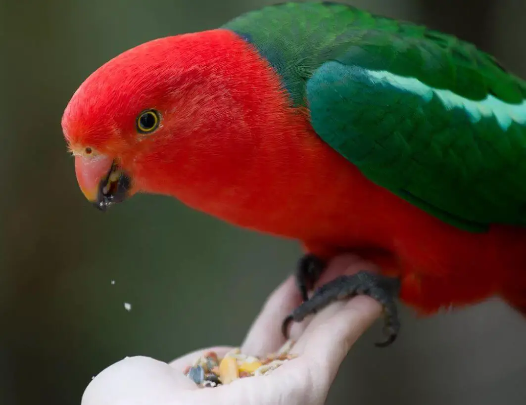 green winged king parrot