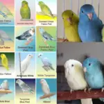 parrotlet colors