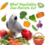 What vegetables can parrots eat