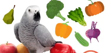 What vegetables can parrots eat