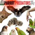 Parrot predators