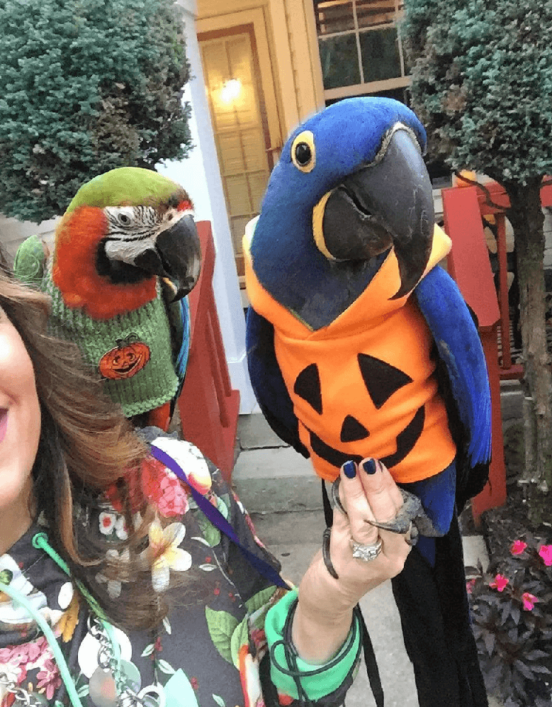 The parrot safe Halloween