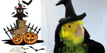 halloween parrot