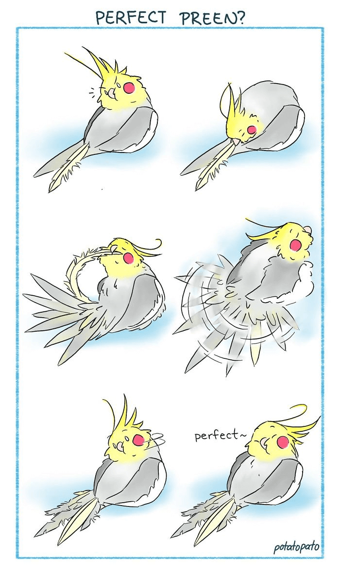 parrots quiz