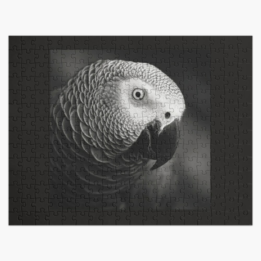 African Grey Parrot puzzle