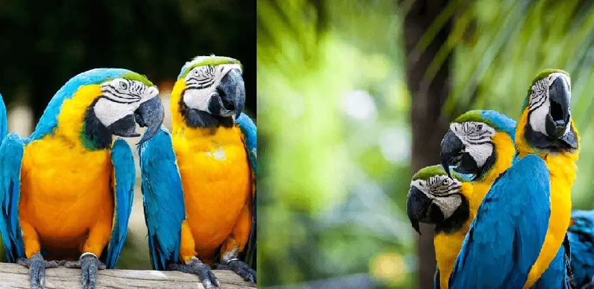 Blue And Gold Macaw