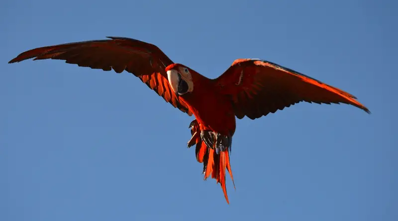 Green wing Macaw