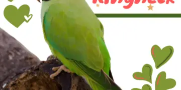 Indian Ringneck