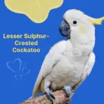 Lesser Sulphur-Crested Cockatoo